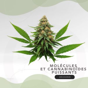 découvrez le top 3 des boutiques cbd à paris pour 2025 : sélection des meilleures adresses, conseils, produits de qualité et expérience client au rendez-vous. trouvez où acheter du cbd à paris en toute confiance !
