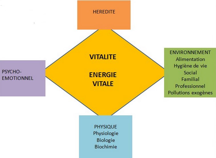 découvrez la définition du terme holistique et explorez ses diverses applications dans différents domaines pour une approche globale et intégrée.